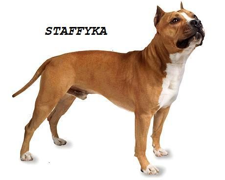 amerykanski_staffordshire_terrier2irt.jpg