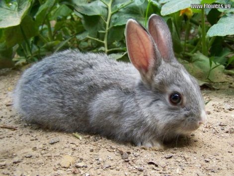 rabbit-gray-white.jpg